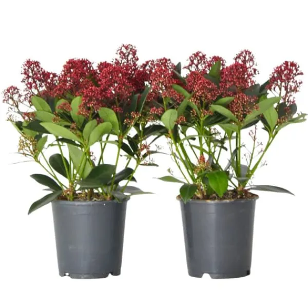 Hot Vinterbär - Set om 2 - Skimmia japonica 'Rubella' - Höjd 35-45cm - ⌀15cm Krukväxter Inomhus