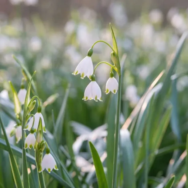 Vintergäck - Set om 40 - Leucojum aestivium - Blomlökar - Vit