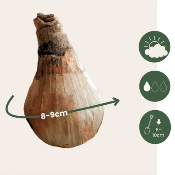 Outlet Vintergäck - Set om 20 - Leucojum aestivium - Blomlökar - Vit Fröer & Lökar