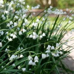 Outlet Vintergäck - Set om 20 - Leucojum aestivium - Blomlökar - Vit Fröer & Lökar