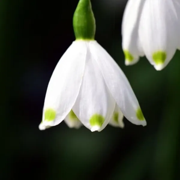 Outlet Vintergäck - Set om 20 - Leucojum aestivium - Blomlökar - Vit Fröer & Lökar
