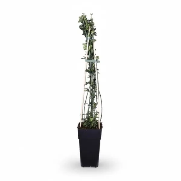 Outlet Vinterjasmin i Kruka Ø15 cm, Höjd ca 65 cm Krukväxter Inomhus