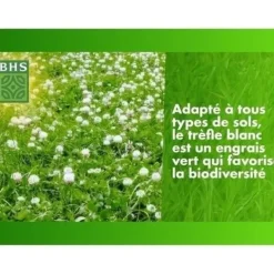 Vitklöver - BHS - 500 m² | Främjar biologisk mångfald, anpassar sig till alla jordtyper och motstår nedtrampning.