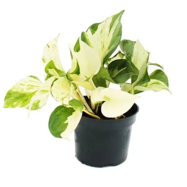 Outlet Vitprickig hjärtformad murgröna - Epipremnum Happy Leaf - Scindapsus - 12cm kruka - klättrande inomhusväxt Krukväxter Inomhus