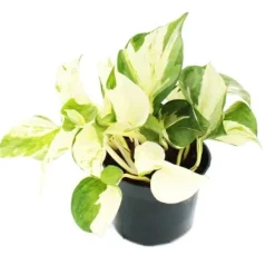 Outlet Vitprickig hjärtformad murgröna - Epipremnum Happy Leaf - Scindapsus - 12cm kruka - klättrande inomhusväxt Krukväxter Inomhus