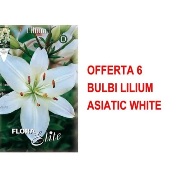 Sale VÅR BULLAR ERBJUDANDE 6 BULB LILIUM ASIATISKT VIT BULB BULLAR Fröer & Lökar
