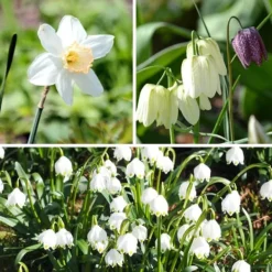 Våt trädgårdslåda - 30 blomsterlökar för fuktiga och regniga platser Fröer & Lökar