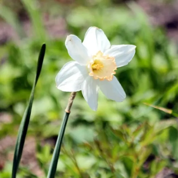 Våt trädgårdslåda - 30 blomsterlökar för fuktiga och regniga platser Fröer & Lökar