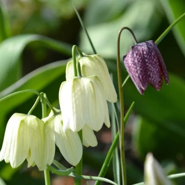 Våt trädgårdslåda - 30 blomsterlökar för fuktiga och regniga platser Fröer & Lökar