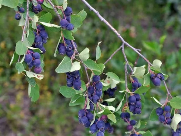Best Växt - Amelanchier - Pigeonbär - Purpur - 30-40cm - Utomhusbruk Buskar