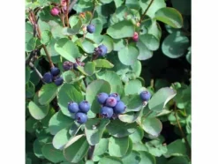 Best Växt - Amelanchier - Pigeonbär - Purpur - 30-40cm - Utomhusbruk Buskar