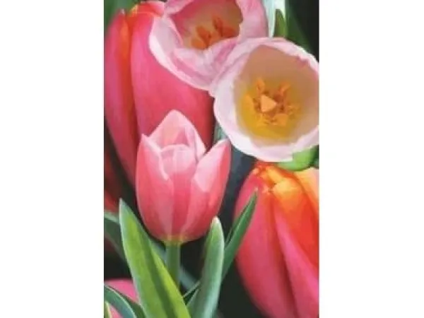 Hot Worth-Keeping Mini kartka 3D Tulipan (180178) Blommor