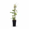 Online 3x Clematis Rouge Cardinal 65 cm - Krukstorlek Ø15 cm Trädgårdsväxter