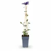 Best 4x Clematis 'The President' - Klätterväxt 65 cm, Kruka Ø15 cm Trädgårdsväxter
