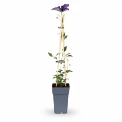 Best 4x Clematis 'The President' - Klätterväxt 65 cm, Kruka Ø15 cm Trädgårdsväxter
