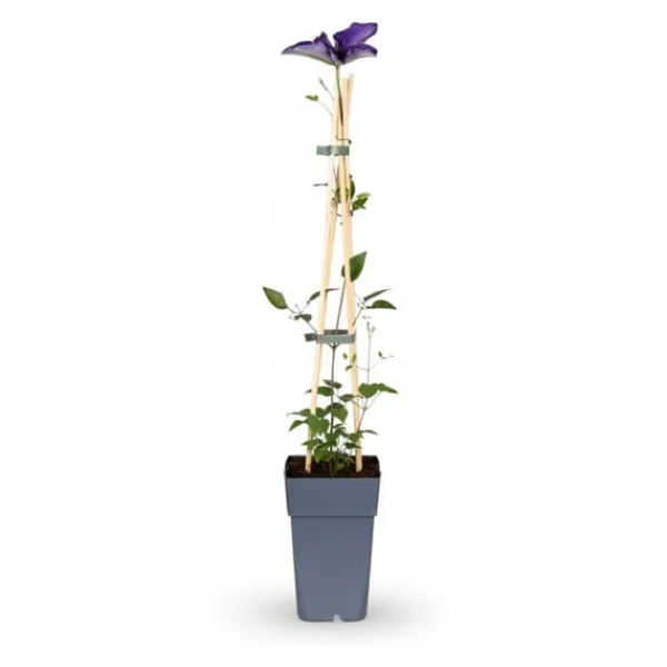 Best 4x Clematis 'The President' - Klätterväxt 65 cm, Kruka Ø15 cm Trädgårdsväxter