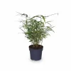 4x Fargesia Rufa Bambuväxter 40 cm i Ø14 Kruka