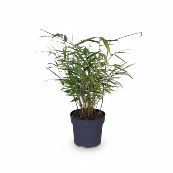 4x Fargesia Rufa Bambuväxter 40 cm i Ø14 Kruka