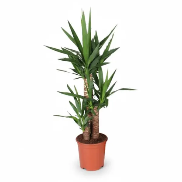 Outlet Yucca Växt i Kruka Ø21 cm, Höjd ca 90 cm Krukväxter Inomhus