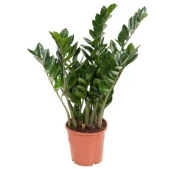 Zamiakalla - Zamioculcas Emerald - Höjd 70-80cm - ⌀21cm