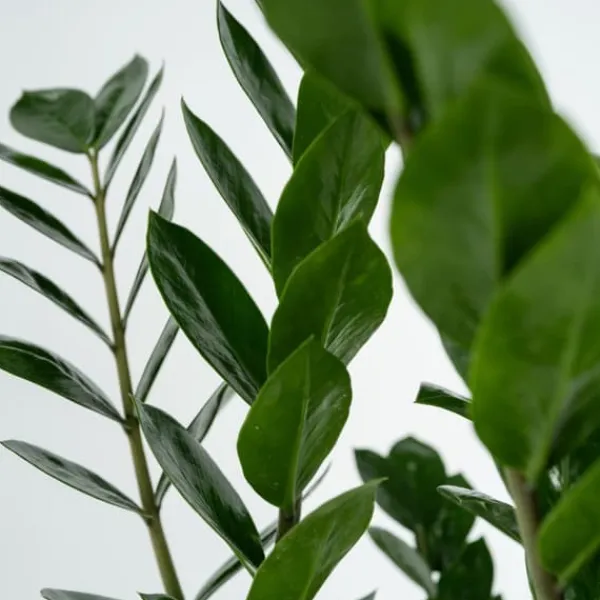 Zamiakalla - Zamioculcas Emerald - Höjd 70-80cm - ⌀21cm