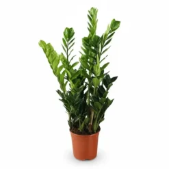 Best Zamioculcas Krukväxt Ø21 cm, Höjd ca 100 cm Krukväxter Inomhus