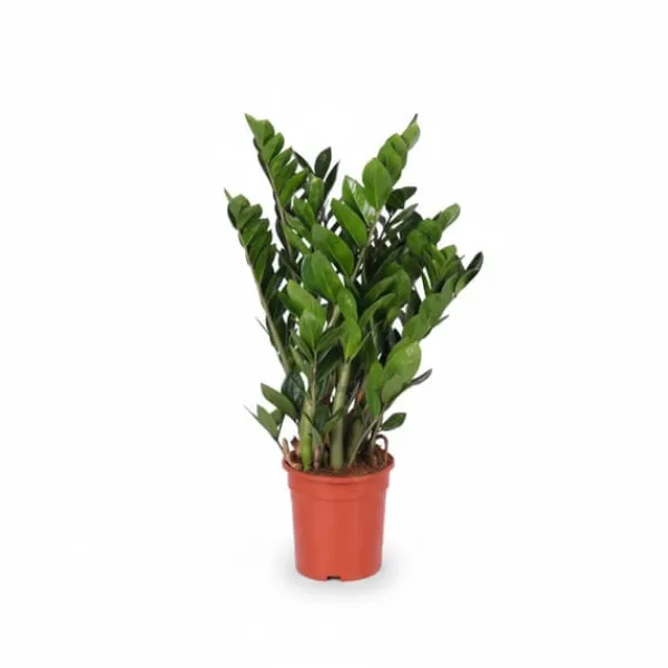 Outlet Zamioculcas Zamiifolia Krukväxt Ø21 cm Höjd ca 95 cm Krukväxter Inomhus