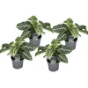 New Zebraväxt - Set om 4 - Aphelandra squarrosa 'Botanica' - Höjd 25-45cm - ⌀13cm Krukväxter Inomhus