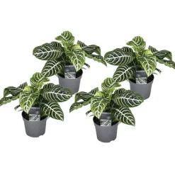 New Zebraväxt - Set om 4 - Aphelandra squarrosa 'Botanica' - Höjd 25-45cm - ⌀13cm Krukväxter Inomhus